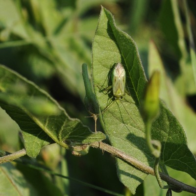 _DSC3944ed weichwanze.JPG