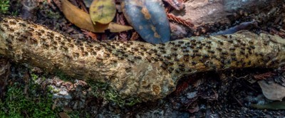 Asien2013_111 Kucing und Bako Nationalpark.jpg