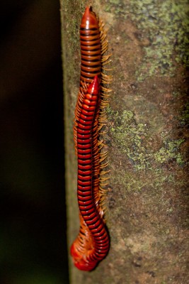 Asien2013_165 Gunung Mulu Nationalpark.jpg