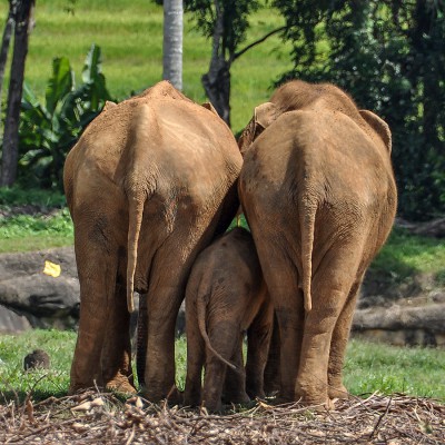 2012-Sri Lanka-1.jpg