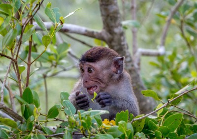 Asien2013_139 Kucing und Bako Nationalpark.jpg