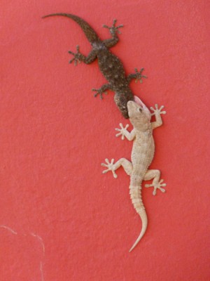 Geckos.jpg