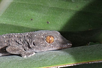 Gecko IMG_0712_2.jpg