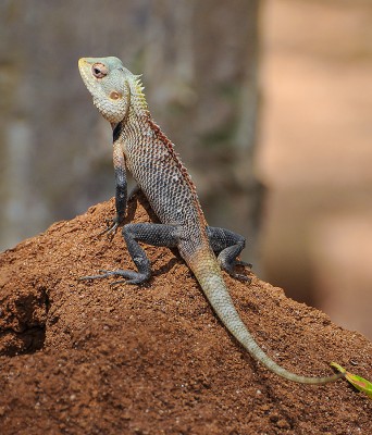 2012-Sri Lanka-18.jpg