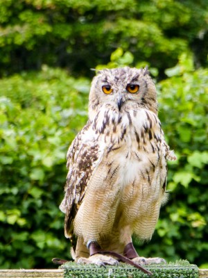 P1020526_Dunrobin Castle Falknerei-900.jpg