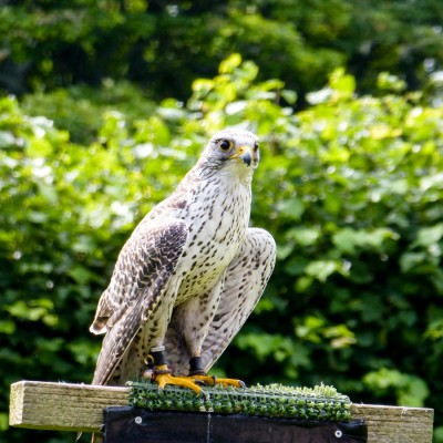 P1020502_Dunrobin Castle Falknerei-900.jpg