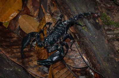 Asien2013_131 Kucing und Bako Nationalpark.jpg