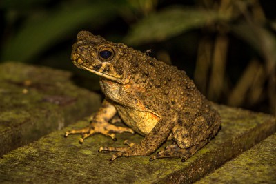 Asien2013_186 Gunung Mulu Nationalpark.jpg