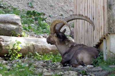 Steinbock.jpg