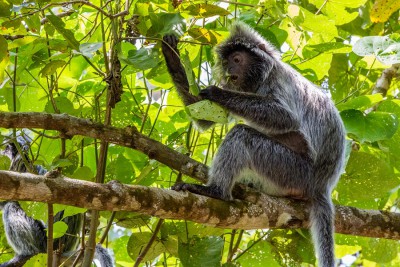 Asien2013_119 Kucing und Bako Nationalpark.jpg