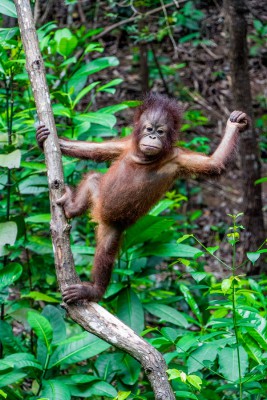 Asien2013_231 Pauschaltouris und Orang Utan Aufzuchtstation.jpg