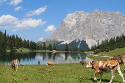 Kuh mit Aussicht.jpg