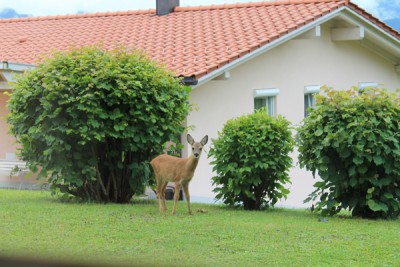 Zaungast am Morgen.jpg