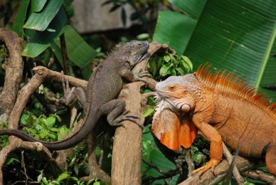 Costa Rica (387) (512x343).jpg