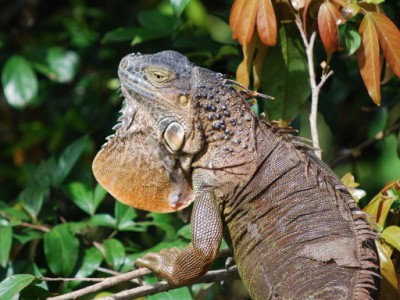 Costa Rica (389) (512x384).jpg