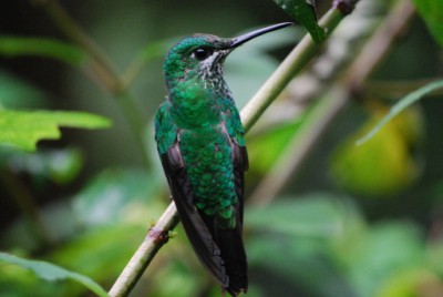 Costa Rica (146) (512x343).jpg