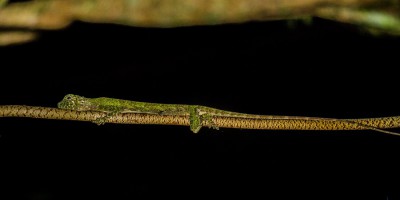 Asien2013_188 Gunung Mulu Nationalpark.jpg