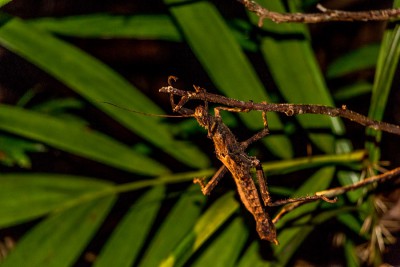 Asien2013_126 Kucing und Bako Nationalpark.jpg