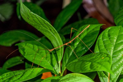 Asien2013_125 Kucing und Bako Nationalpark.jpg