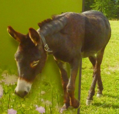 Eselbild2.JPG