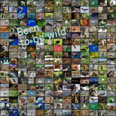 Challenge 08-15 Born to be wild.jpg