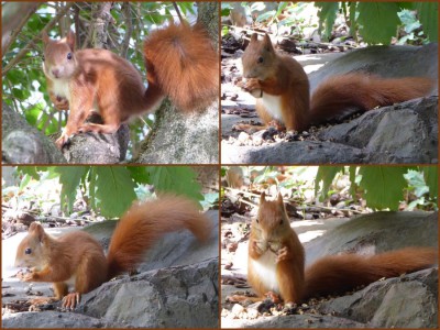 2015_09_26_Eichhörnchen_Collage.JPG