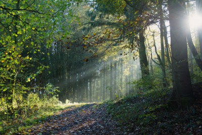 Herbstwald.jpg