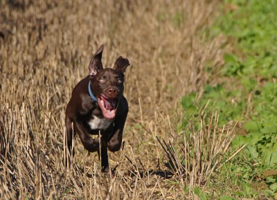 19-10-2014 Muffin 04.jpg