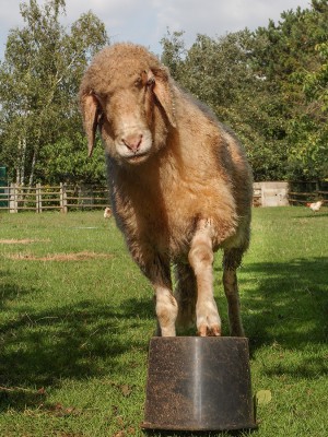 2015-Susi Supka-20150820-42.jpg