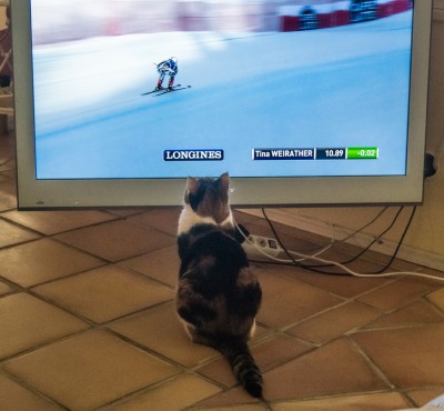 Katzen TV.jpg