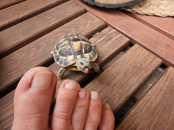 hungrige Amelie_1.jpg