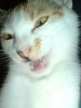 Paloma kleinformat.jpg