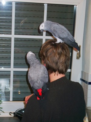 Koko und Phönix.jpg