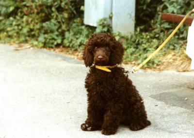 1991 Lissi 12 Wochen alt 3.JPG