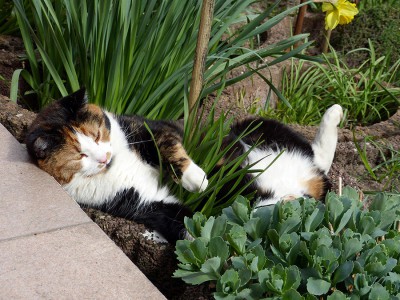 Ich bin eine Blume (2).JPG