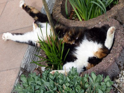 Ich bin eine Blume (3).JPG