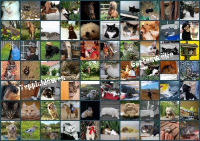 Challenge 01-16 Teppichloewe.jpg