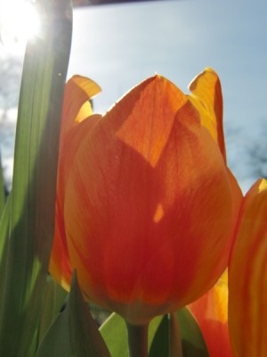 Tulpe.jpg