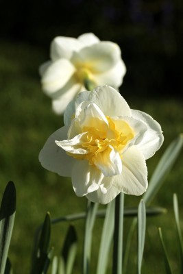 Narzissen.jpg