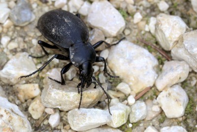 20140924 008x_Lederlaufkäfer.jpg