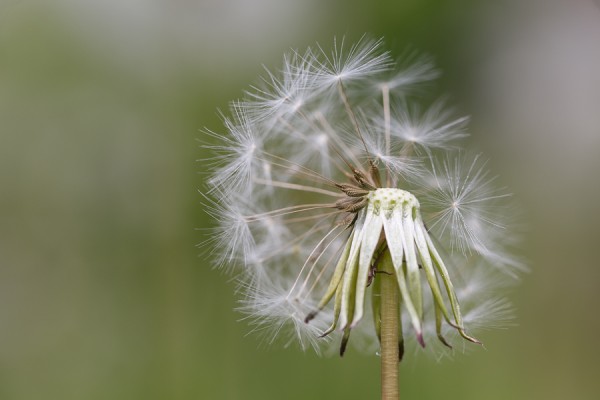 Pustblume.jpg (1 von 1).jpg