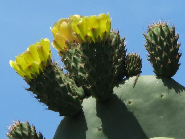 Opuntie_3.JPG