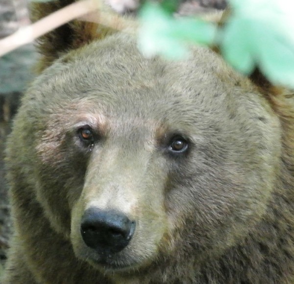 Braunbär.JPG