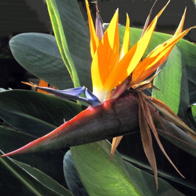 Paradiesvogelblüte (Strelizia reginae).jpg