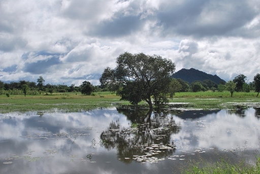 Sri Lanka (390) (512x343).jpg