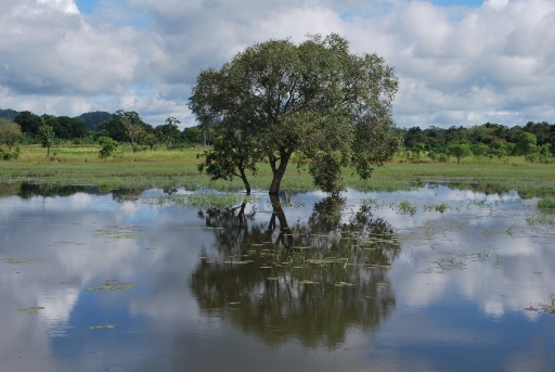Sri Lanka (388) (512x343).jpg