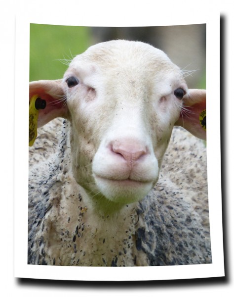 Passfoto Schaf 700.jpg