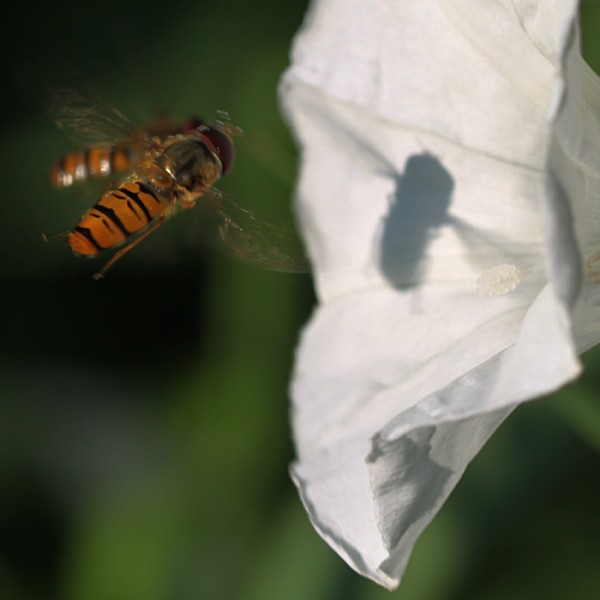 Schwebfliege im Anflug.jpg