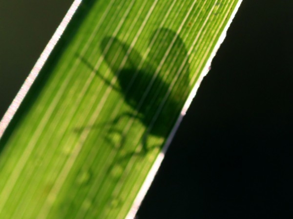 Fliegenschatten.jpg