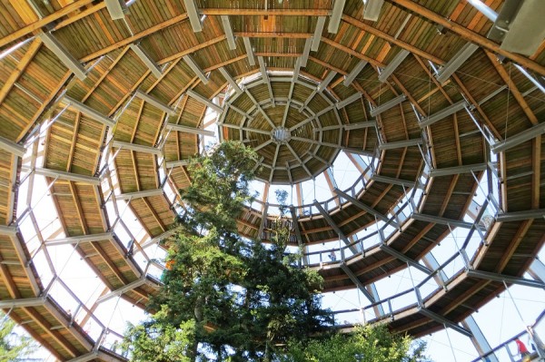 IMG_3327 baumwipfelpfad.jpg